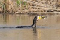 Phalacrocorax carbo (Cormorano con preda)